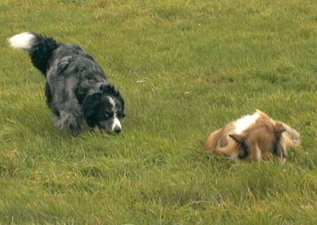 Border Collie  böses 