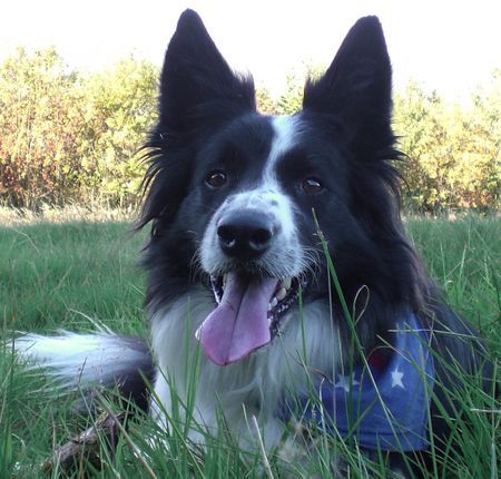 Border Collie Joker (4 jahre)