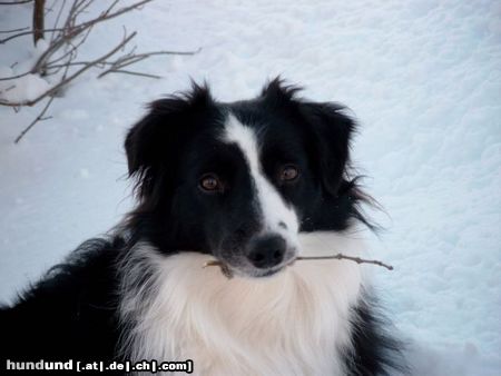 Border Collie ist sie nicht hübsch