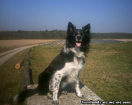 Border Collie Jacky mal aufmerksam *g*