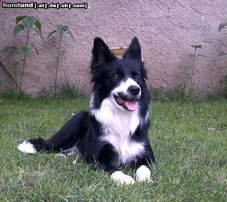 Border Collie Jackie Chan beim chillen im Garten, das Wetter ist perfekt und er genießt sein leben. Besser könnte es ihm gar nicht gehen :-)