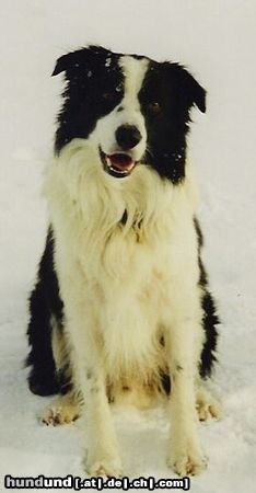 Border Collie Jasper aus SPO gew. 21.04.1998