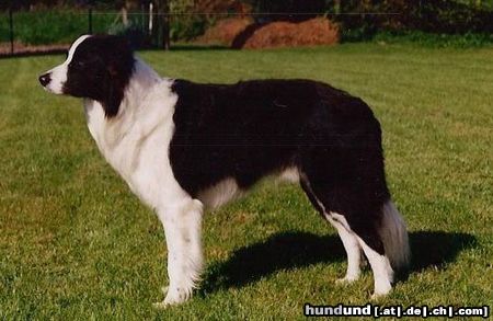 Border Collie Jasper aus SPO gew. 21.04.1998