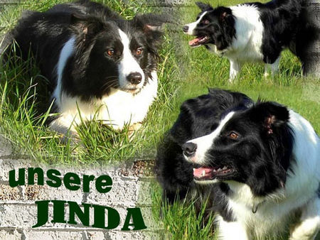 Border Collie Border Dame Jinda