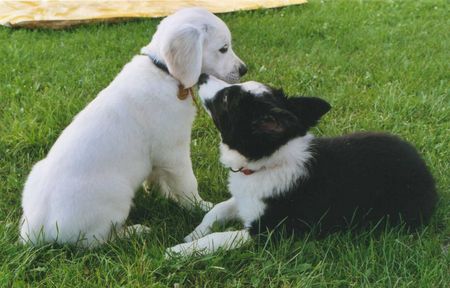 Border Collie AMY of Goblin's fountain