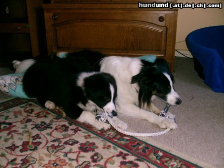 Border Collie MOLLY & LEXA,meine geliebten border-mixe