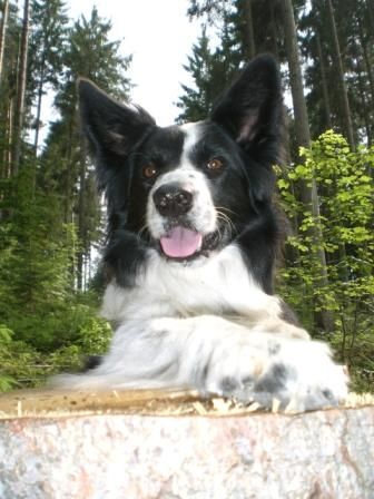 Border Collie ich bin der chef