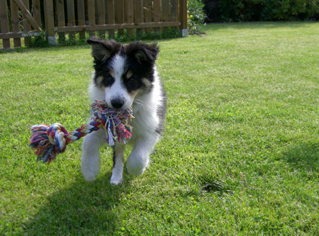 Border Collie gino a real gentleman