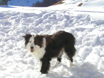 Border Collie Lady