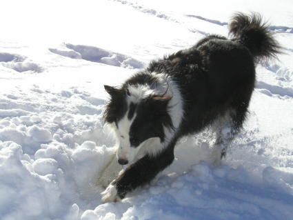 Border Collie Lady 