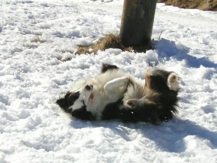 Border Collie Lady