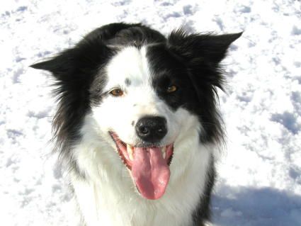 Border Collie Lady