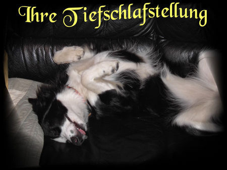 Border Collie Laika & ihre schlafstellung :-))