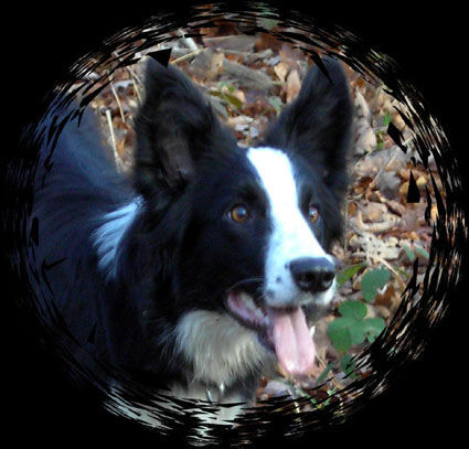 Border Collie Laika...12 Mon. alt