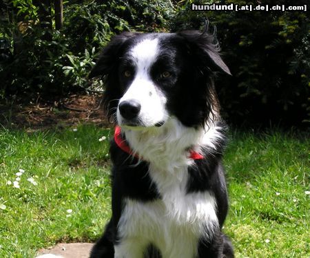 Border Collie