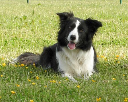 Border Collie Border Hündin Jinda...unsere süße