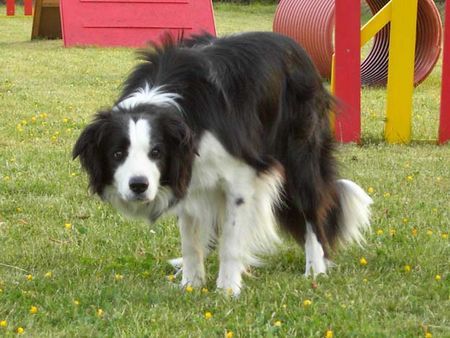 Border Collie Jack...in Stellung ;-)