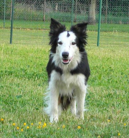 Border Collie Border Hündin Kira / White face