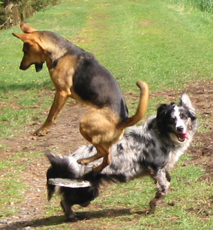 Border Collie am liebsten den ganzen tag...