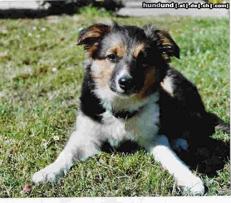 Border Collie Nelly