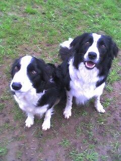 Border Collie Gioca & Filou