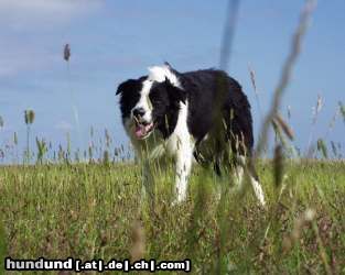 Border Collie Jasper aus St. Peter-Ording