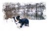 Border Collie Hund