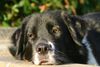 Border Collie Hund