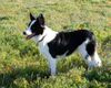 Border Collie Hund