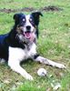 Border Collie Hund