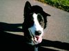 Border Collie Hund