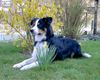 Border Collie Hund