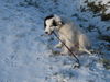 Border Collie Hund