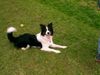 Border Collie Hund