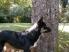 Border Collie Hund