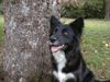 Border Collie Hund