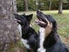 Border Collie Hund