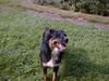 Border Collie Hund