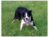 Border Collie Hund