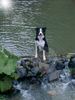 Border Collie Hund