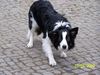 Border Collie Hund