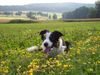 Border Collie Hund