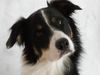 Border Collie Hund