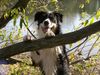 Border Collie Hund