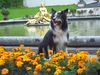 Border Collie Hund