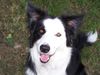 Border Collie Hund