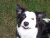 Border Collie Hund