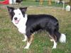 Border Collie Hund