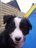 Border Collie Hund