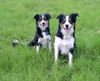 Border Collie Hund